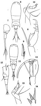 Espèce Corycaeus (Ditrichocorycaeus) affinis - Planche 1 de figures morphologiques