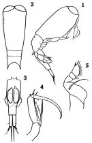 Espèce Farranula rostrata - Planche 1 de figures morphologiques