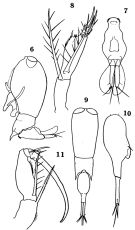 Espèce Farranula gibbula - Planche 1 de figures morphologiques