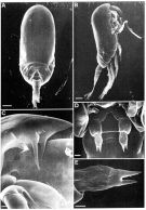 Species Clausocalanus laticeps - Plate 5 of morphological figures