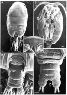 Espèce Phaenna spinifera - Planche 9 de figures morphologiques