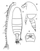 Espèce Neocalanus tonsus - Planche 6 de figures morphologiques