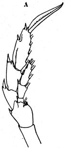 Espèce Neocalanus tonsus - Planche 9 de figures morphologiques