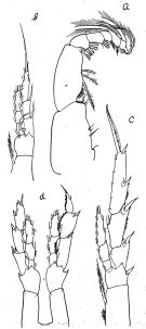 Species Neocalanus plumchrus - Plate 4 of morphological figures