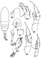 Espèce Haloptilus caribbeanensis - Planche 3 de figures morphologiques