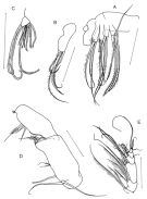 Species Grievella shanki - Plate 4 of morphological figures