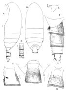 Espce Brachycalanus brodskyi - Planche 1 de figures morphologiques