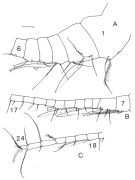 Espce Brachycalanus brodskyi - Planche 2 de figures morphologiques