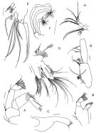 Espce Brachycalanus brodskyi - Planche 3 de figures morphologiques
