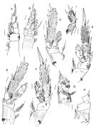 Espce Brachycalanus brodskyi - Planche 4 de figures morphologiques
