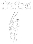 Espèce Euchaeta rimana - Planche 1 de figures morphologiques