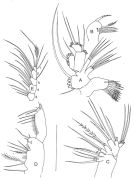 Species Ridgewayia klausruetzleri - Plate 3 of morphological figures