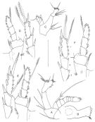 Espce Ridgewayia klausruetzleri - Planche 4 de figures morphologiques