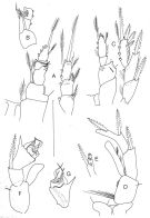 Espce Ridgewayia klausruetzleri - Planche 5 de figures morphologiques