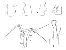Espèce Euchaeta marinella - Planche 1 de figures morphologiques