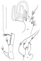 Species Diaixis hibernica - Plate 4 of morphological figures