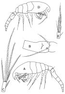 Species Oithona davisae - Plate 1 of morphological figures