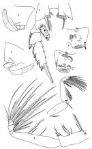 Espèce Pseudochirella notacantha - Planche 8 de figures morphologiques