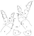 Espèce Pleuromamma xiphias - Planche 8 de figures morphologiques