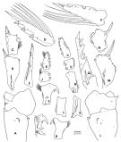 Species Pleuromamma xiphias - Plate 9 of morphological figures