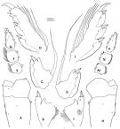 Species Pleuromamma xiphias - Plate 10 of morphological figures