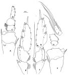 Espèce Pleuromamma xiphias - Planche 11 de figures morphologiques