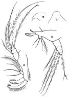 Espèce Oithona brevicornis - Planche 3 de figures morphologiques