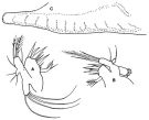Espèce Oithona brevicornis - Planche 4 de figures morphologiques