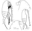 Espèce Pseudocalanus moultoni - Planche 1 de figures morphologiques