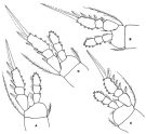 Espèce Oithona brevicornis - Planche 7 de figures morphologiques