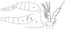 Espèce Oithona simplex - Planche 1 de figures morphologiques