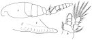 Espèce Oithona fonsecae - Planche 2 de figures morphologiques