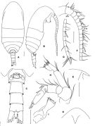 Espèce Kunihulsea antarctica - Planche 1 de figures morphologiques