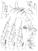 Espèce Kunihulsea antarctica - Planche 2 de figures morphologiques