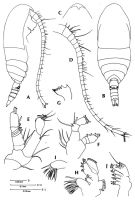 Espèce Kunihulsea arabica - Planche 1 de figures morphologiques