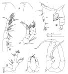 Espèce Temoropia minor - Planche 1 de figures morphologiques