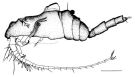 Species Pterochirella tuerkayi - Plate 1 of morphological figures