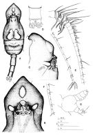 Espèce Pterochirella tuerkayi - Planche 2 de figures morphologiques