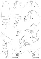 Espce Scaphocalanus paraustralis - Planche 1 de figures morphologiques