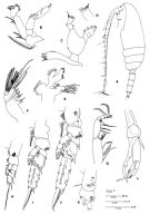 Espèce Pseudoamallothrix longispina - Planche 3 de figures morphologiques