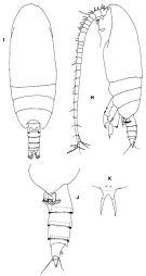 Espèce Pseudoamallothrix longispina - Planche 1 de figures morphologiques