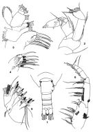 Species Monacilla typica - Plate 6 of morphological figures