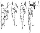 Espèce Monacilla typica - Planche 7 de figures morphologiques