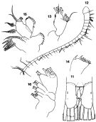 Espèce Isaacsicalanus paucisetus - Planche 1 de figures morphologiques
