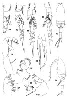 Espèce Spinocalanus spinosus - Planche 3 de figures morphologiques