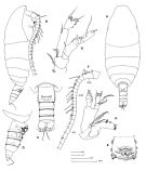 Espèce Mospicalanus schielae - Planche 1 de figures morphologiques
