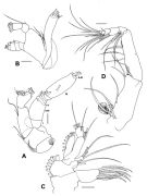 Espèce Brachycalanus antarcticus - Planche 2 de figures morphologiques