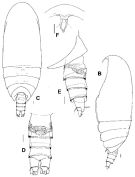 Species Scolecitrichopsis elenae - Plate 1 of morphological figures