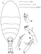 Espèce Disco robustipes - Planche 1 de figures morphologiques