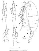 Species Disco robustipes - Plate 2 of morphological figures
